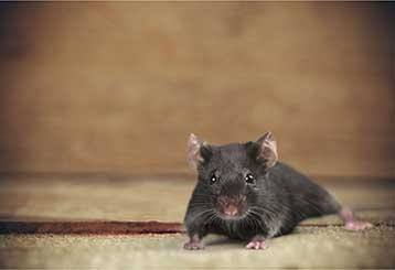 Rodent Proofing | Attic Cleaning San Mateo, CA