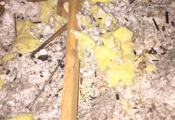 Will My Cat Protect My House From Mice? | Attic Cleaning San Mateo, CA