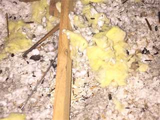 Will My Cat Protect My House From Mice? | Attic Cleaning San Mateo, CA Will My Cat Protect My House From Mice? | Attic Cleaning San Mateo, CA