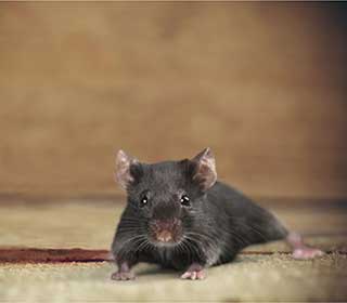 Rodent Proofing Service | Attic Cleaning San Mateo, CA Rodent Proofing Service | Attic Cleaning San Mateo, CA